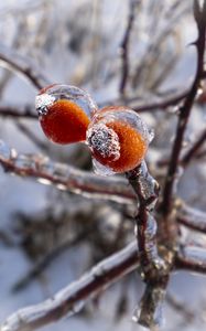Preview wallpaper branches, berries, ice, winter, macro