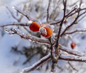 Preview wallpaper branches, berries, ice, winter, macro
