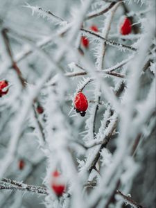 Preview wallpaper branches, berries, ice, macro, winter