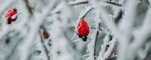 Preview wallpaper branches, berries, ice, macro, winter