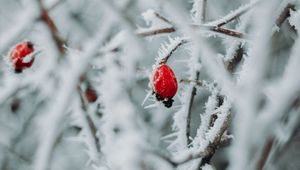 Preview wallpaper branches, berries, ice, macro, winter