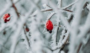 Preview wallpaper branches, berries, ice, macro, winter