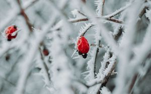 Preview wallpaper branches, berries, ice, macro, winter