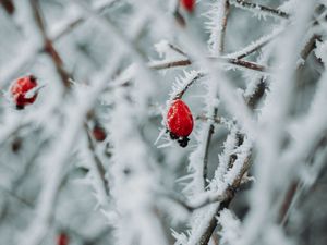 Preview wallpaper branches, berries, ice, macro, winter