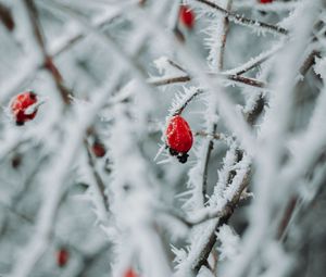 Preview wallpaper branches, berries, ice, macro, winter
