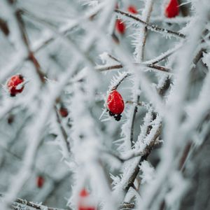 Preview wallpaper branches, berries, ice, macro, winter