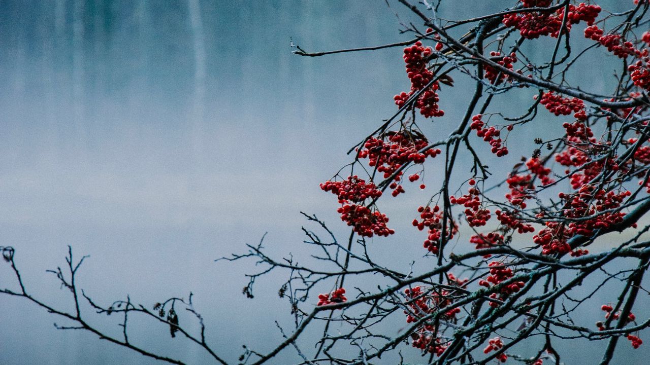 Wallpaper branches, berries, lake, fog, nature