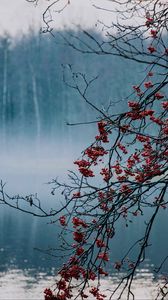 Preview wallpaper branches, berries, lake, fog, nature