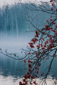 Preview wallpaper branches, berries, lake, fog, nature