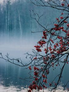 Preview wallpaper branches, berries, lake, fog, nature