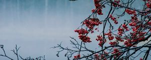 Preview wallpaper branches, berries, lake, fog, nature