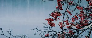 Preview wallpaper branches, berries, lake, fog, nature