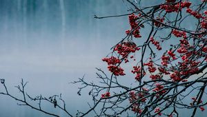 Preview wallpaper branches, berries, lake, fog, nature