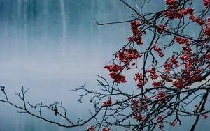 Preview wallpaper branches, berries, lake, fog, nature