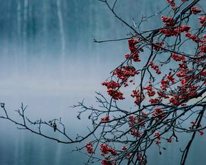 Preview wallpaper branches, berries, lake, fog, nature