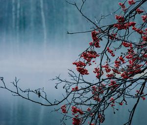 Preview wallpaper branches, berries, lake, fog, nature