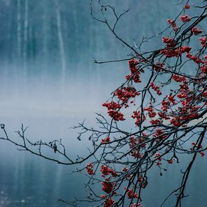 Preview wallpaper branches, berries, lake, fog, nature