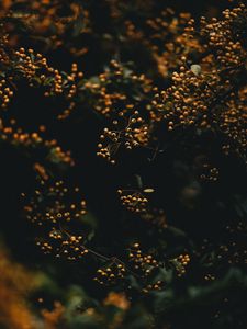 Preview wallpaper branches, berries, plant, macro, yellow