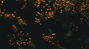 Preview wallpaper branches, berries, plant, macro, yellow