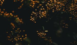 Preview wallpaper branches, berries, plant, macro, yellow