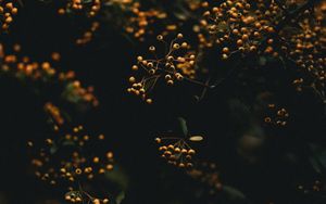 Preview wallpaper branches, berries, plant, macro, yellow
