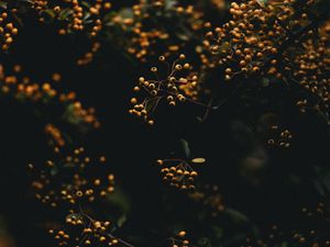 Preview wallpaper branches, berries, plant, macro, yellow
