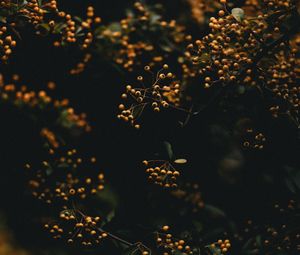 Preview wallpaper branches, berries, plant, macro, yellow