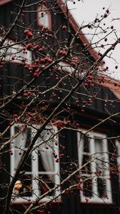 Preview wallpaper branches, berries, red, wet, house