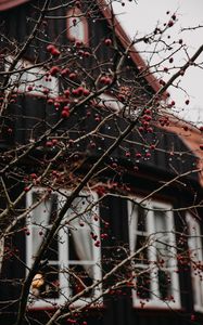 Preview wallpaper branches, berries, red, wet, house