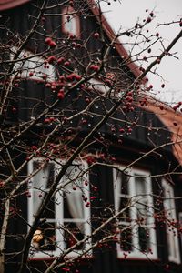 Preview wallpaper branches, berries, red, wet, house