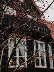 Preview wallpaper branches, berries, red, wet, house