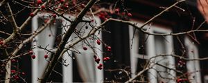 Preview wallpaper branches, berries, red, wet, house