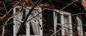 Preview wallpaper branches, berries, red, wet, house