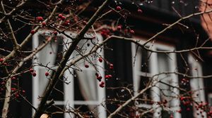 Preview wallpaper branches, berries, red, wet, house