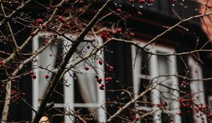 Preview wallpaper branches, berries, red, wet, house