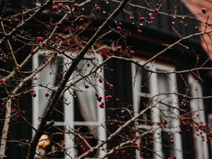 Preview wallpaper branches, berries, red, wet, house