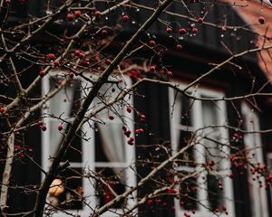 Preview wallpaper branches, berries, red, wet, house