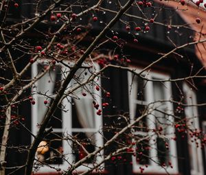 Preview wallpaper branches, berries, red, wet, house