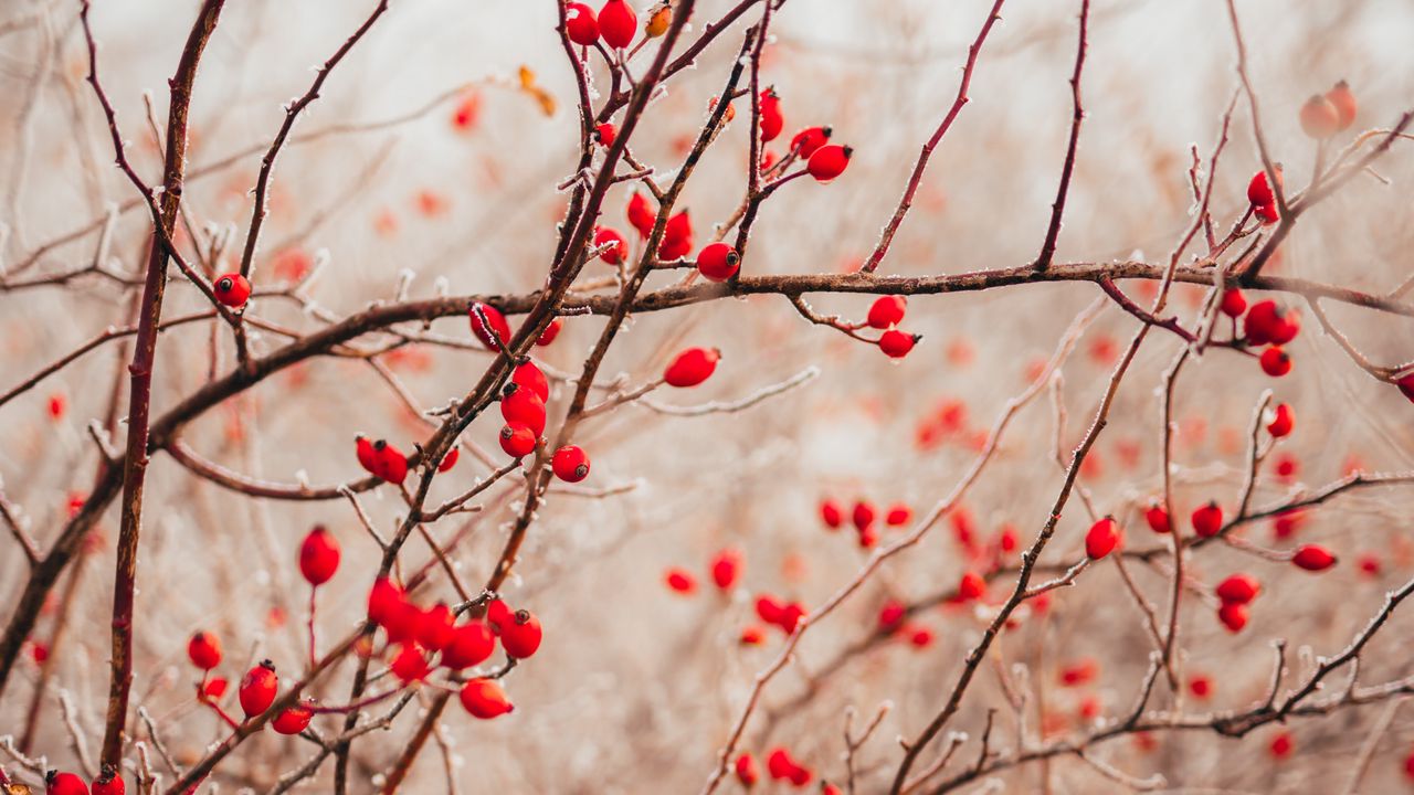 Wallpaper branches, berries, red, plant hd, picture, image