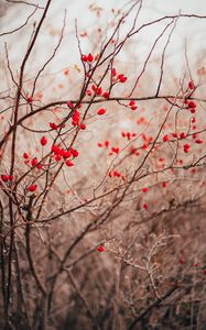 Preview wallpaper branches, berries, red, plant