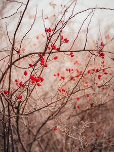 Preview wallpaper branches, berries, red, plant