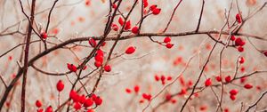 Preview wallpaper branches, berries, red, plant