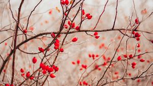Preview wallpaper branches, berries, red, plant