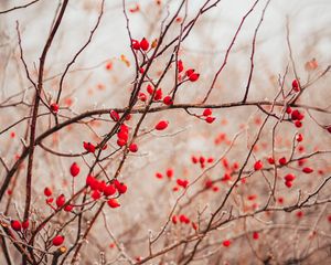 Preview wallpaper branches, berries, red, plant