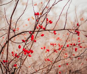 Preview wallpaper branches, berries, red, plant