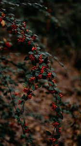 Preview wallpaper branches, berries, red, plant, nature