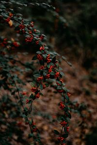 Preview wallpaper branches, berries, red, plant, nature