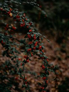 Preview wallpaper branches, berries, red, plant, nature