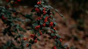 Preview wallpaper branches, berries, red, plant, nature