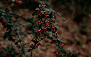 Preview wallpaper branches, berries, red, plant, nature